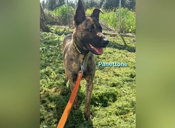 Panettone geb. 01/2023 (ESP) - liebevoller holländischer Schäferhund-Mix!