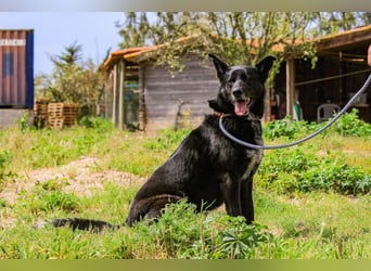 OSSO - ein geselliger und verspielter Senior