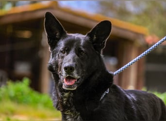 OSSO - ein geselliger und verspielter Senior