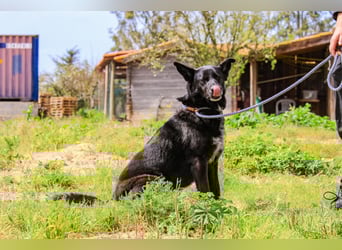 OSSO - ein geselliger und verspielter Senior