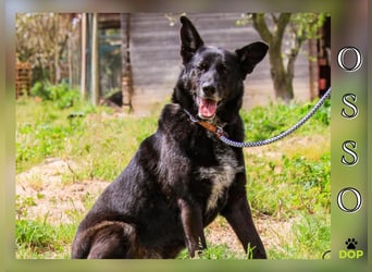 OSSO - ein geselliger und verspielter Senior