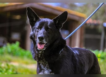 OSSO - ein geselliger und verspielter Senior