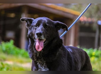 OSSO - ein geselliger und verspielter Senior