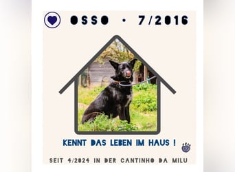 OSSO - ein geselliger und verspielter Senior