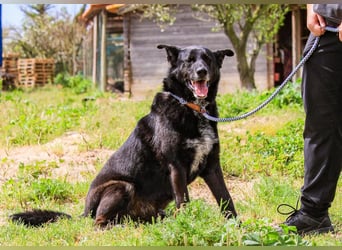 OSSO - ein geselliger und verspielter Senior