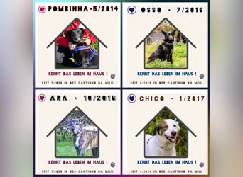 OSSO - ein geselliger und verspielter Senior