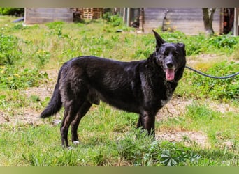 OSSO - ein geselliger und verspielter Senior