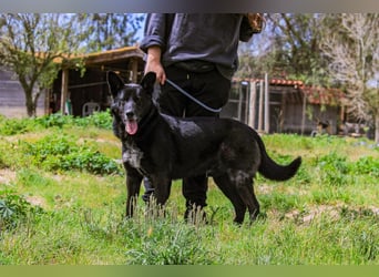 OSSO - ein geselliger und verspielter Senior