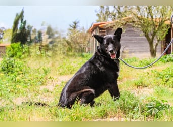 OSSO - ein geselliger und verspielter Senior