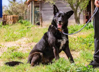 OSSO - ein geselliger und verspielter Senior