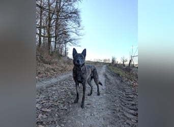 Cosmo - aktiver, aufmerksamer Holandse Herder auf PS in Eslohe