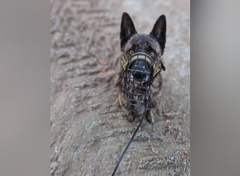 Cosmo - aktiver, aufmerksamer Holandse Herder auf PS in Eslohe