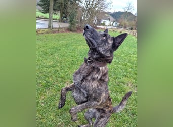 Cosmo - aktiver, aufmerksamer Holandse Herder auf PS in Eslohe