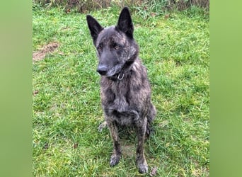 Cosmo - aktiver, aufmerksamer Holandse Herder auf PS in Eslohe