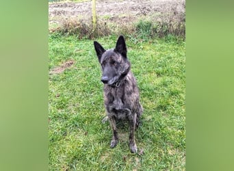 Cosmo - aktiver, aufmerksamer Holandse Herder auf PS in Eslohe