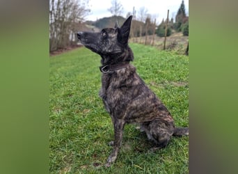 Cosmo - aktiver, aufmerksamer Holandse Herder auf PS in Eslohe