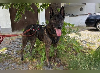 Peksy - lernfreudige, selbstbewusste Hündin - Tierhilfe Franken e.V.