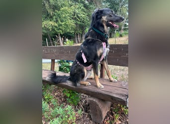 Lille - wunderschöne Hundedame