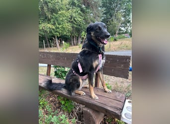 Lille - wunderschöne Hundedame