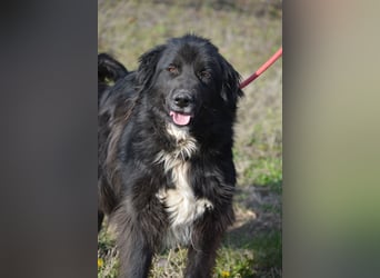 "Meda", geboren ca. 2021, SEHR menschenbezogen, kennt größere Kinder