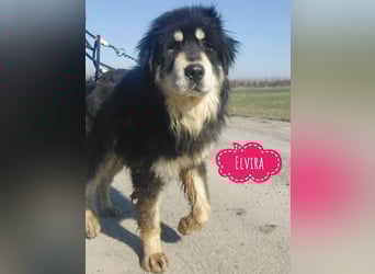 Elvira eine wunderschöne große Hündin