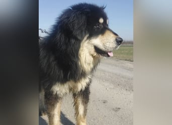 Elvira eine wunderschöne große Hündin