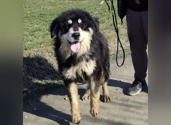 Elvira eine wunderschöne große Hündin