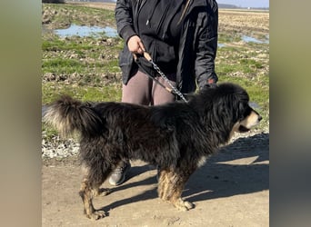 Elvira eine wunderschöne große Hündin