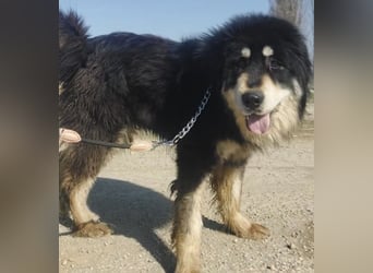 Elvira eine wunderschöne große Hündin