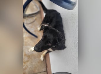 Carla - ländliches Zuhause gesucht