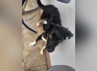 Carla - ländliches Zuhause gesucht