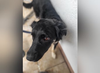 Carla - ländliches Zuhause gesucht