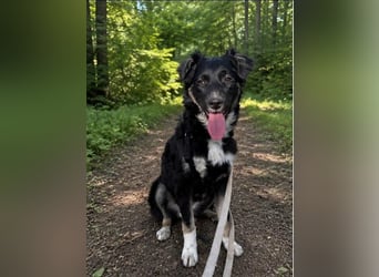 Carla - ländliches Zuhause gesucht