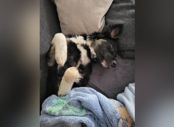 Carla - ländliches Zuhause gesucht