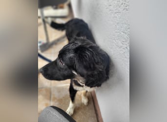 Carla - ländliches Zuhause gesucht