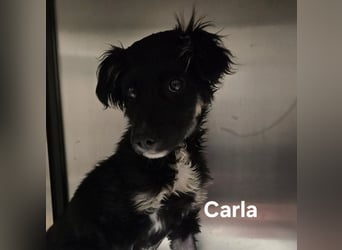 Carla - friert in der Kälte