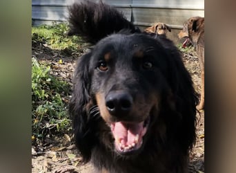 Cupko-Koki ein gutmütiger ruhiger Rüde