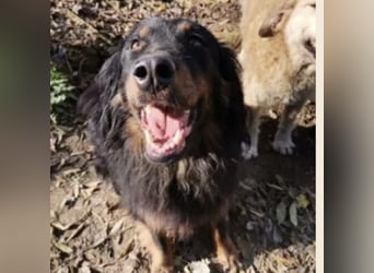 Cupko-Koki ein gutmütiger ruhiger Rüde