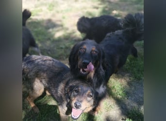 Cupko-Koki ein gutmütiger ruhiger Rüde