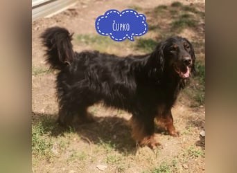 Cupko-Koki ein gutmütiger ruhiger Rüde