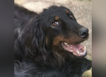 Cupko-Koki ein gutmütiger ruhiger Rüde