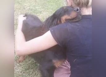 Cupko-Koki ein gutmütiger ruhiger Rüde