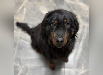 Cupko-Koki ein gutmütiger ruhiger Rüde