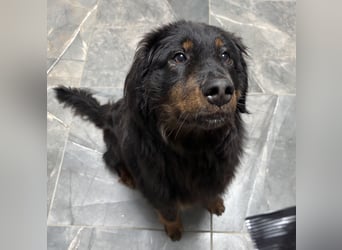 Cupko-Koki ein gutmütiger ruhiger Rüde