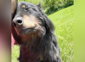 Cupko-Koki ein gutmütiger ruhiger Rüde