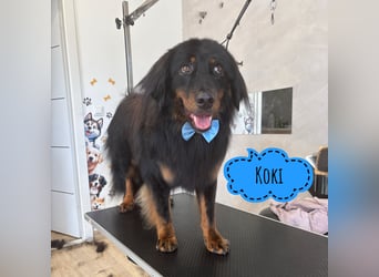 Koki die sanfte Mimosenblüte