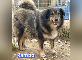 Rambo - süßes Moppelchen sucht Diätpartner