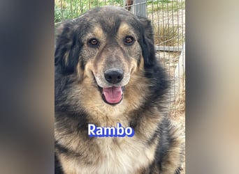 Rambo - süßes Moppelchen sucht Diätpartner