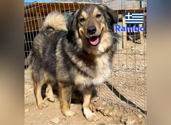 Rambo - sozial und lernwillig