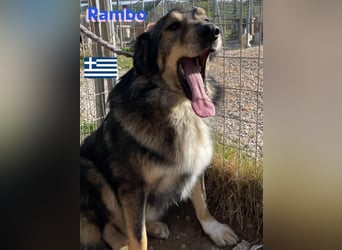 Rambo - sozial und lernwillig